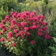 Monarda ‘Bee Happy’
