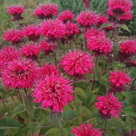 Monarda ‘Bee Happy’