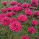 Monarda ‘Bee Happy’