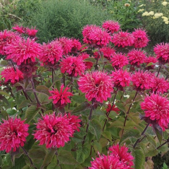 Monarda ‘Bee Happy’