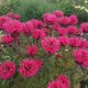 Monarda ‘Bee Happy’