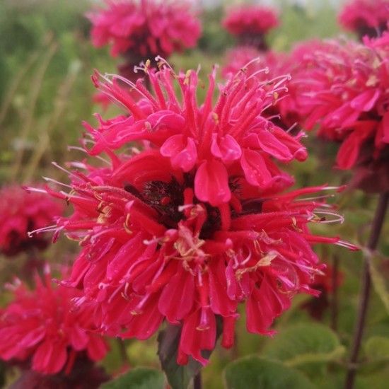 Monarda ‘Bee Happy’