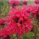 Monarda ‘Bee Happy’