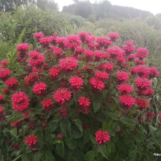 Monarda ‘Bee Happy’