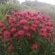 Monarda ‘Bee Happy’