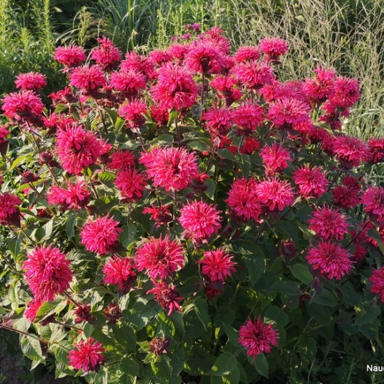 Monarda ‘Bee Happy’