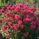 Monarda ‘Bee Happy’