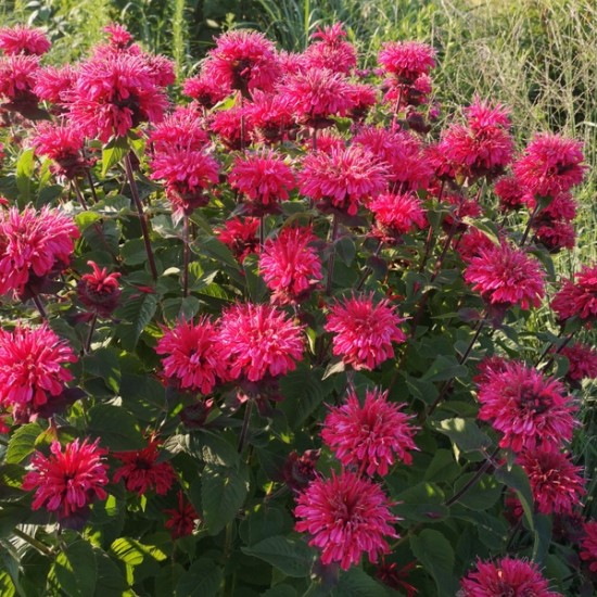 Monarda ‘Bee Happy’