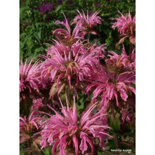Monarda ‘Croftway Pink’
