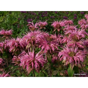 Monarda ‘Croftway Pink’