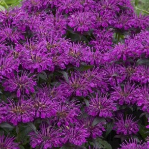 Monarda 'Sugar Buzz Grape Gumball'