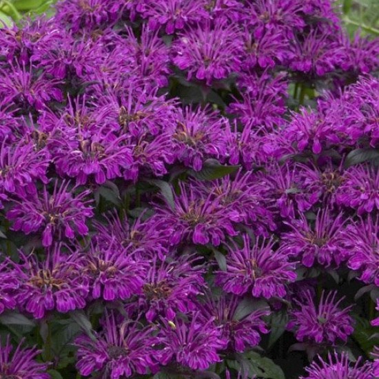 Monarda 'Sugar Buzz Grape Gumball'