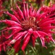 Monarda ‘Gardenview Scarlet’