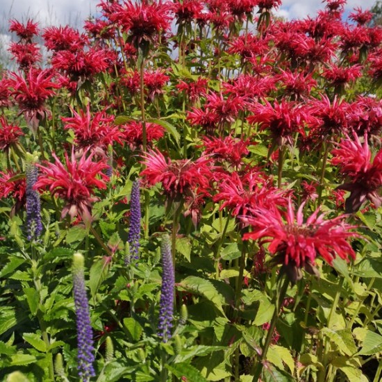 Monarda ‘Gardenview Scarlet’