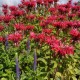 Monarda ‘Gardenview Scarlet’