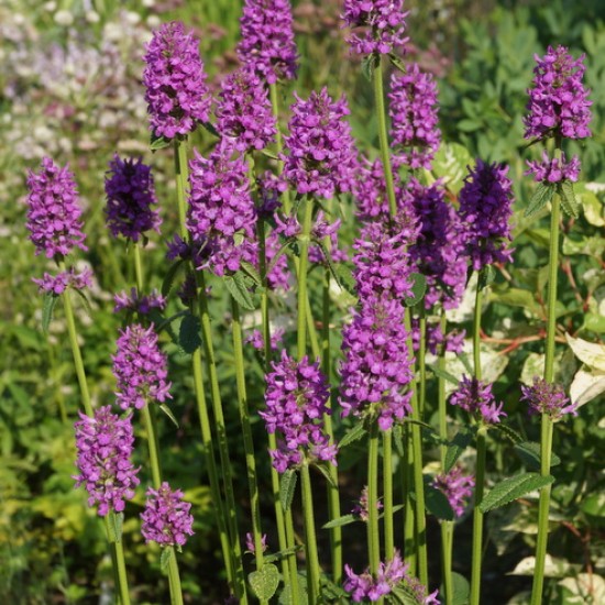 Notra ‘Hummelo’