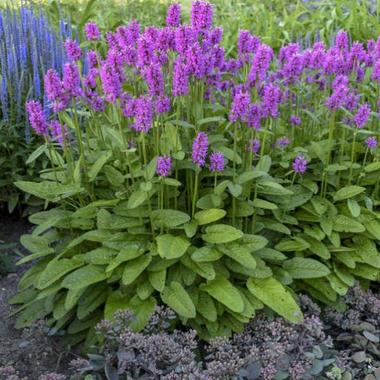 Notra ‘Hummelo’