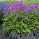 Notra ‘Hummelo’