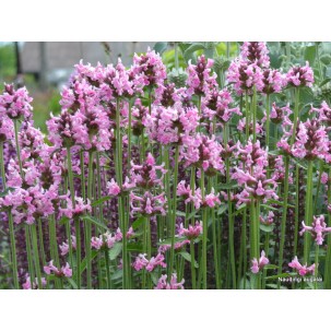 Notra ‘Pink Cotton Candy’