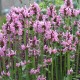 Notra ‘Pink Cotton Candy’
