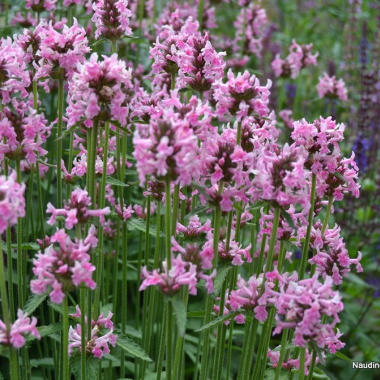 Notra ‘Pink Cotton Candy’