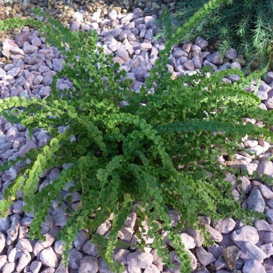 Blužniapapartis paprastasis ‘Frizelliae’