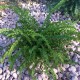 Blužniapapartis paprastasis ‘Frizelliae’