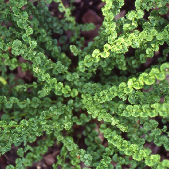 Blužniapapartis paprastasis ‘Frizelliae’