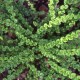 Blužniapapartis paprastasis ‘Frizelliae’
