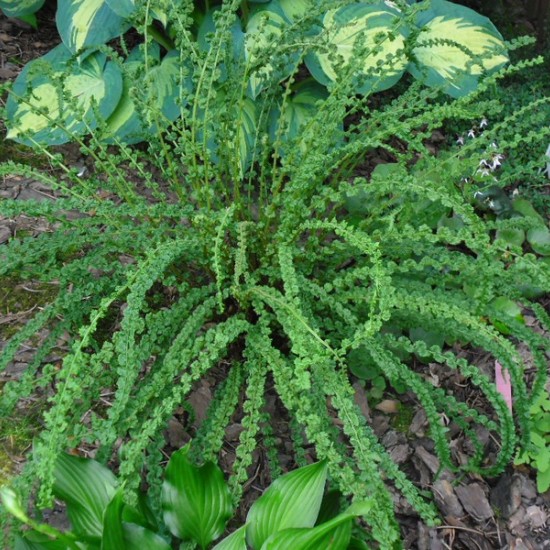 Blužniapapartis paprastasis ‘Frizelliae’