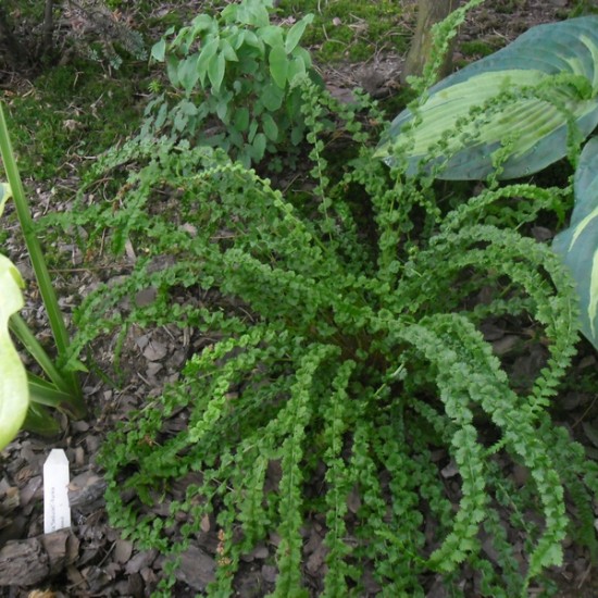 Blužniapapartis paprastasis ‘Frizelliae’