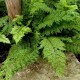Blužniapapartis paprastasis ‘Vernoniae’