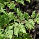 Blužniapapartis paprastasis ‘Vernoniae’