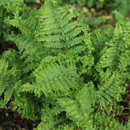 Kelminis papartis ‘Crispa Cristata’