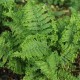 Kelminis papartis ‘Crispa Cristata’