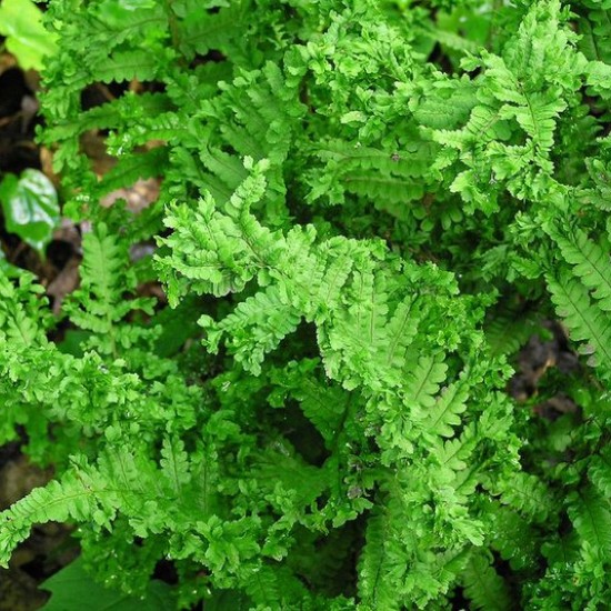 Kelminis papartis ‘Crispa Cristata’