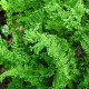 Kelminis papartis ‘Crispa Cristata’