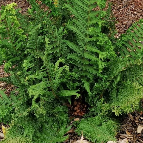Kelminis papartis ‘Crispa Cristata’