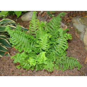 Kelminis papartis ‘Crispa Cristata’