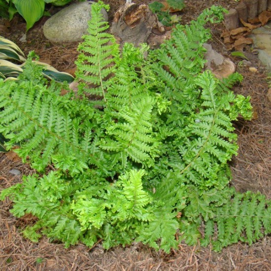 Kelminis papartis ‘Crispa Cristata’