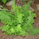 Kelminis papartis ‘Crispa Cristata’