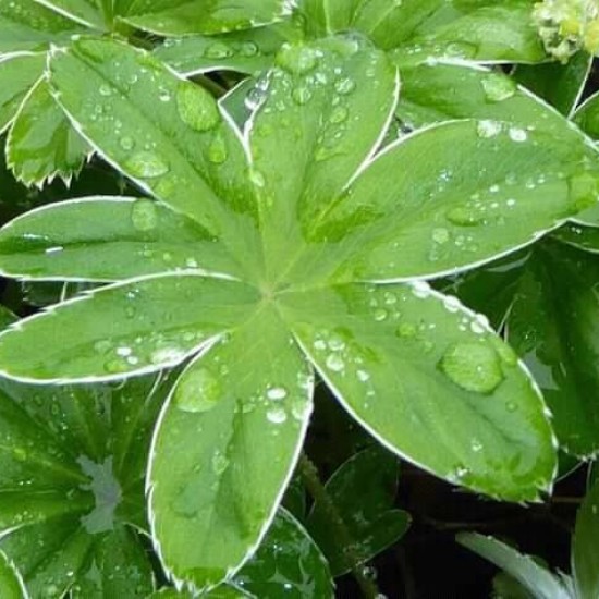 Alchemilla conjuncta