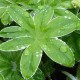 Alchemilla conjuncta