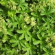 Alchemilla conjuncta