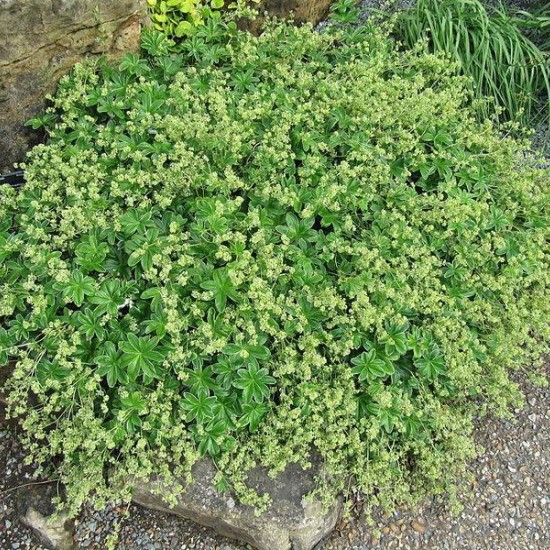 Alchemilla conjuncta