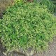 Alchemilla conjuncta