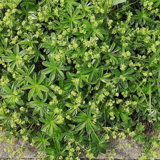 Alchemilla conjuncta
