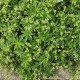 Alchemilla conjuncta