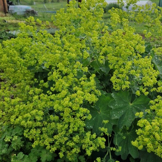 Rasakila (Alchemilla xanthochlora)
