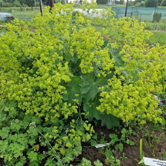Rasakila (Alchemilla xanthochlora)